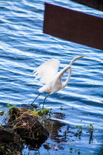 a white bird is standing in the water at Jicaro Island Lodge Member of the Cayuga Collection in Isletas de Granada
