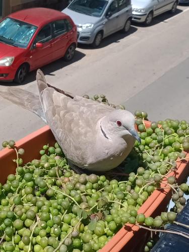 a bird sitting on a bunch of green grapes at Quedar-se a l'Alguer in Alghero