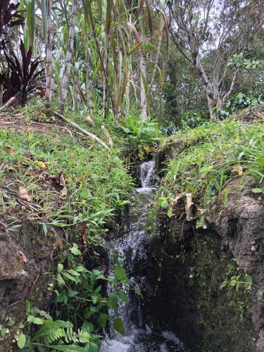 a small waterfall in the middle of a forest at Cabaña tipo glamping en finca cafetera con zonas verdes, avistamiento de aves, paisaje cafetero in San Francisco