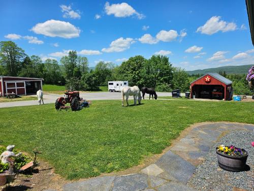 a group of horses grazing on the grass in a field at Clover Hill Farm & Country Inn in Williamstown