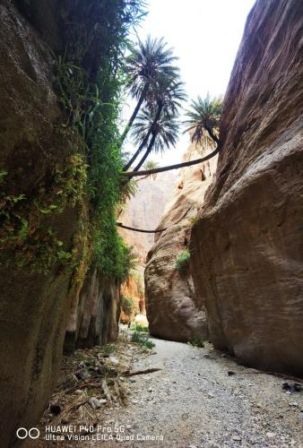 a dirt road with palm trees in a canyon at Wild Dana Eco Lodge- Hotel-Eco-Camp in Dana