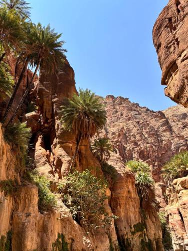 a group of palm trees on a rocky mountain at Wild Dana Eco Lodge- Hotel-Eco-Camp in Dana
