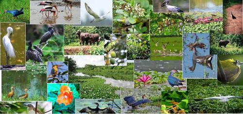 a collage of pictures of different types of birds at Amaze Residence Panoramic Room 2 in Boralesgamuwa