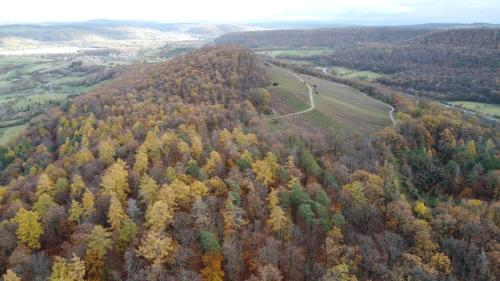 an aerial view of a forest filled with trees at Pausenhof Zweite-Heimat in Rauhenebrach