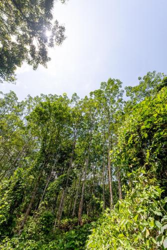a forest of trees with the sky in the background at Trance rabara resort in Avissawella