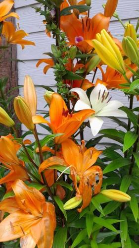 a bunch of orange flowers with a butterfly on them at Cabaña Entre Arrayanes 3 habitaciones in Puerto Montt