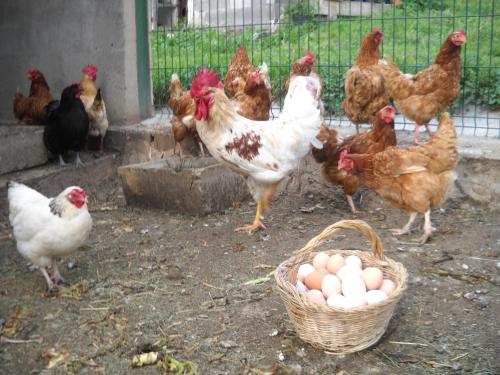 a group of chickens standing around a basket of eggs at Mas Meya in Puigcerdà