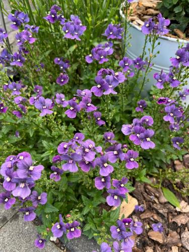a bunch of purple flowers in a garden at CASALINO DI ANNA 2 in Wensickendorf