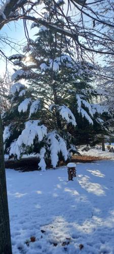 a dog standing in the snow next to a tree at Cascina il gelso in Mornese