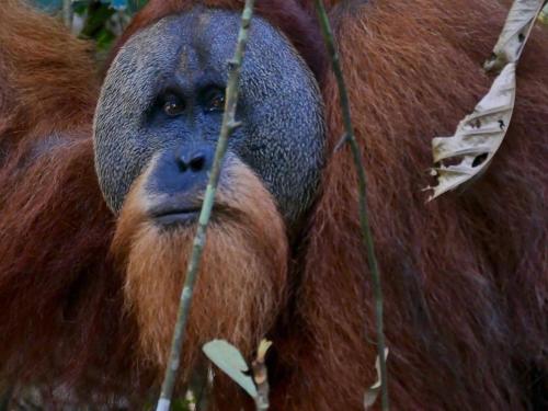 an orangutan is looking at the camera at Gino's Place - Guest House & Jungle Trekking in Bukit Lawang