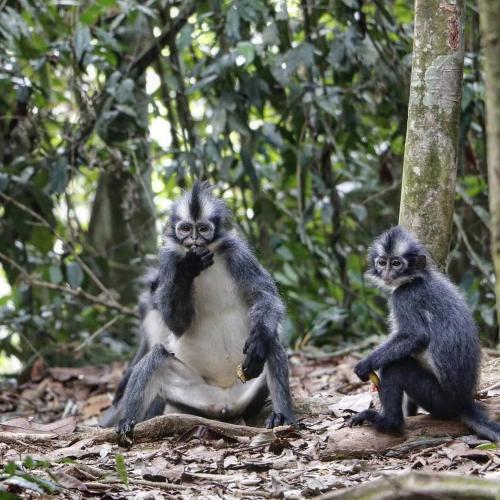 two monkeys sitting next to each other on the ground at Gino's Place - Guest House & Jungle Trekking in Bukit Lawang