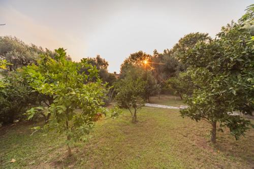 a row of trees in a field with the sunset in the background at Villa Botanicus in Petrovac na Moru