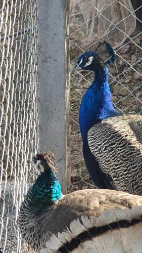two peacocks are standing next to a fence at Ferme ADAM Agafay Marrakech in Marrakech