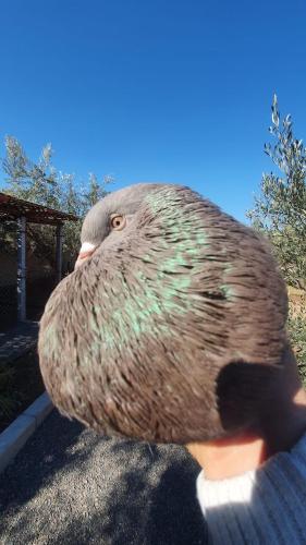 a person is holding up a persons head at Ferme ADAM Agafay Marrakech in Marrakech