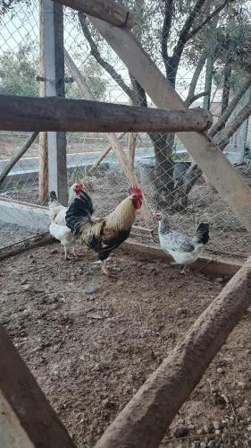 a group of chickens standing around a fence at Ferme ADAM Agafay Marrakech in Marrakech