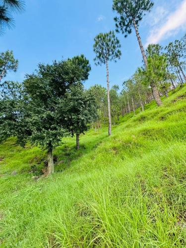 a grassy hill with trees on top of it at Hidden Resort Abbottabad in Abbottabad