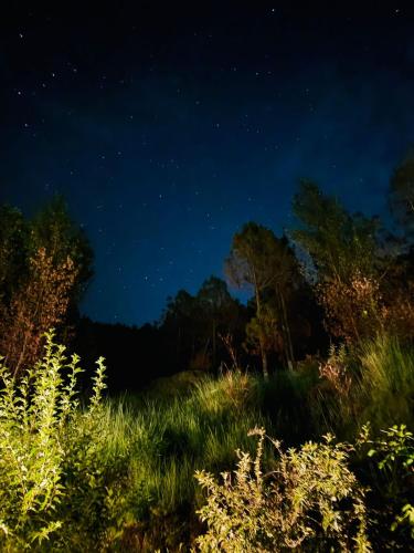 a starry night with grass and trees in a field at Hidden Resort Abbottabad in Abbottabad