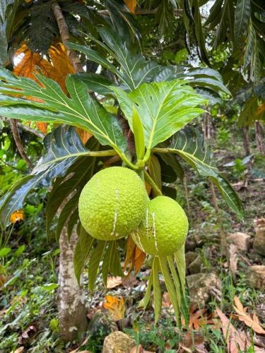 two green fruits hanging from a tree at TSG sys Palace in Spring Garden
