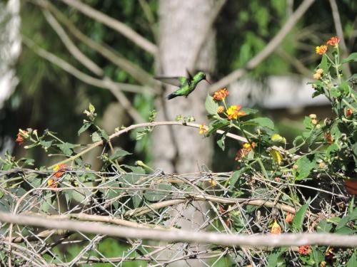 a hummingbird perched on top of a plant at La Trinidad Casa de Campo in San José