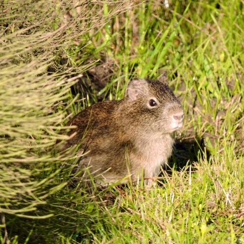a small animal is standing in the grass at La Trinidad Casa de Campo in San José