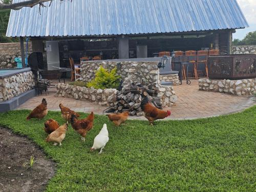 a group of chickens walking around in the grass at Tamboti Farm Self-Catering Accommodation in Tsumeb