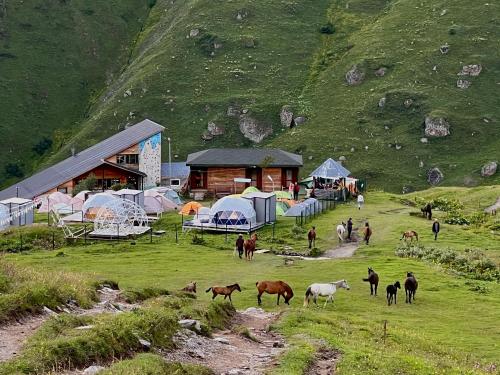 a group of horses grazing in a field next to a building at Zeta Camping in Jut'a
