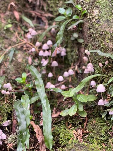 a group of pink mushrooms on the ground at Tutukaka Sunrise in Tutukaka