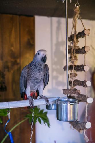 ホームステイの敷地内または近くにいる動物