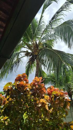 a palm tree in front of a palm tree at El Almendro in La Cruz