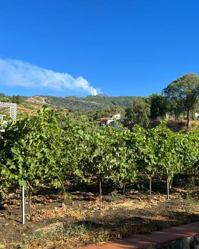 a row of green vines in a field at Bee Happy - Bed and Breakfast in Zafferana Etnea