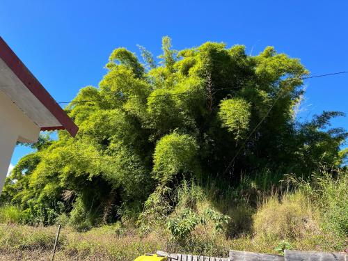 a large green tree on the side of a hill at Maison Bethesda in Salazie