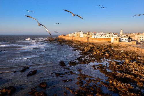 a flock of birds flying over a beach at Dar Essaada in Essaouira