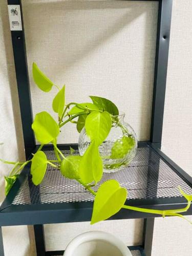 a green plant in a glass vase on a shelf at 新小岩デメテル303 in Tokyo