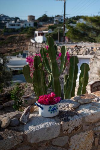 a cactus sitting on a stone wall with pink flowers at Demati house in Patmos