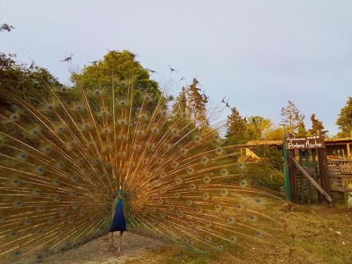 Afbeelding uit fotogalerij van Agriturismo Podere Asche in Santa Fiora