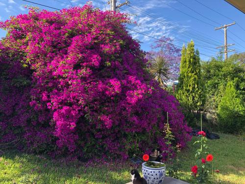 a large bush of purple flowers in a yard at Private bath garden view guest room pet friendly in Sydney