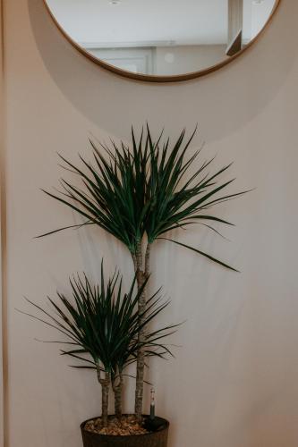 two palm trees in a pot in front of a mirror at At home in Clermont, Place de Jaude in Clermont-Ferrand