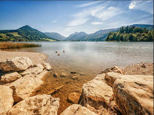 a group of ducks swimming in a large lake at SeelenbaumlerIn in Schliersee