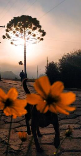 a statue of a dog with orange flowers on it at Sitio Alecrim Gastronomia e Hospedaria in Alagoa
