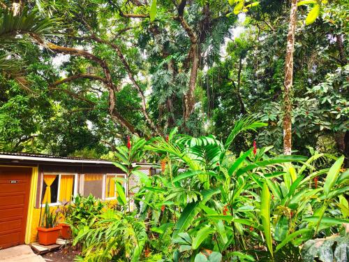 a house in the middle of a forest of trees at Maya Mountain Lodge in San Ignacio