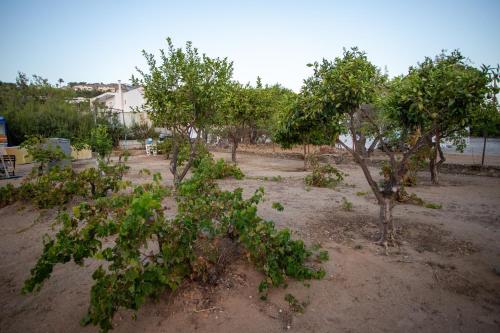 Taman di luar il Melograno Studios Pefkos Lindos