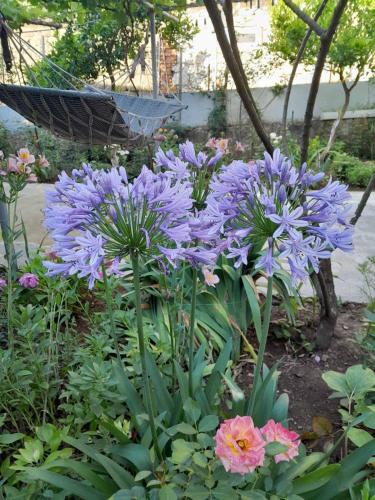 a bunch of purple flowers in a garden at Guest House T&N in Kutaisi