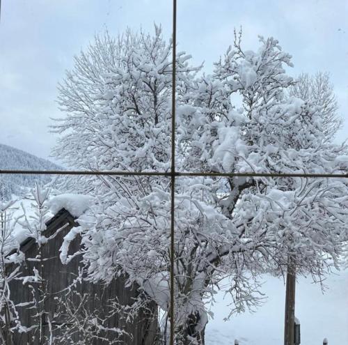 a tree covered in snow next to a fence at Dachstein 7 in Gosau