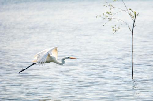 a white bird is flying over the water at Dom Gościnny 2 Ogrodowa in Wiślinka