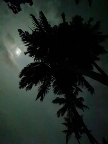 a palm tree with the sun in the background at SANTA MARIA HOSTEL MUNROE ISLAND in Munroe Island