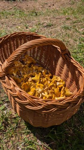 a basket full of mushrooms sitting on the grass at Siódma Wyspa in Łupawsko