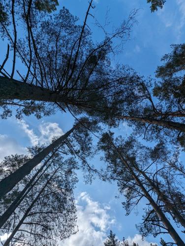 a view of the tops of trees in a forest at Siódma Wyspa in Łupawsko