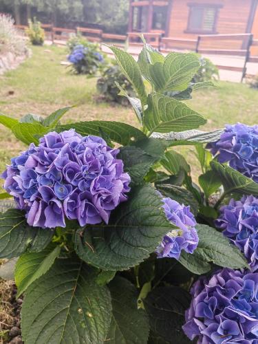 a bunch of purple flowers in a garden at Pensiunea Pastravaria Vistisoara in Vistisoara