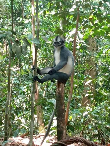 Jungle treking & Jungle Tour if you want to stay here,you must book treking only with usの宿泊客