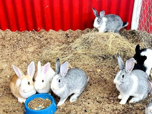 a group of rabbits standing around a pile of hay at Cabaña Romántica en la Montaña in Turrialba